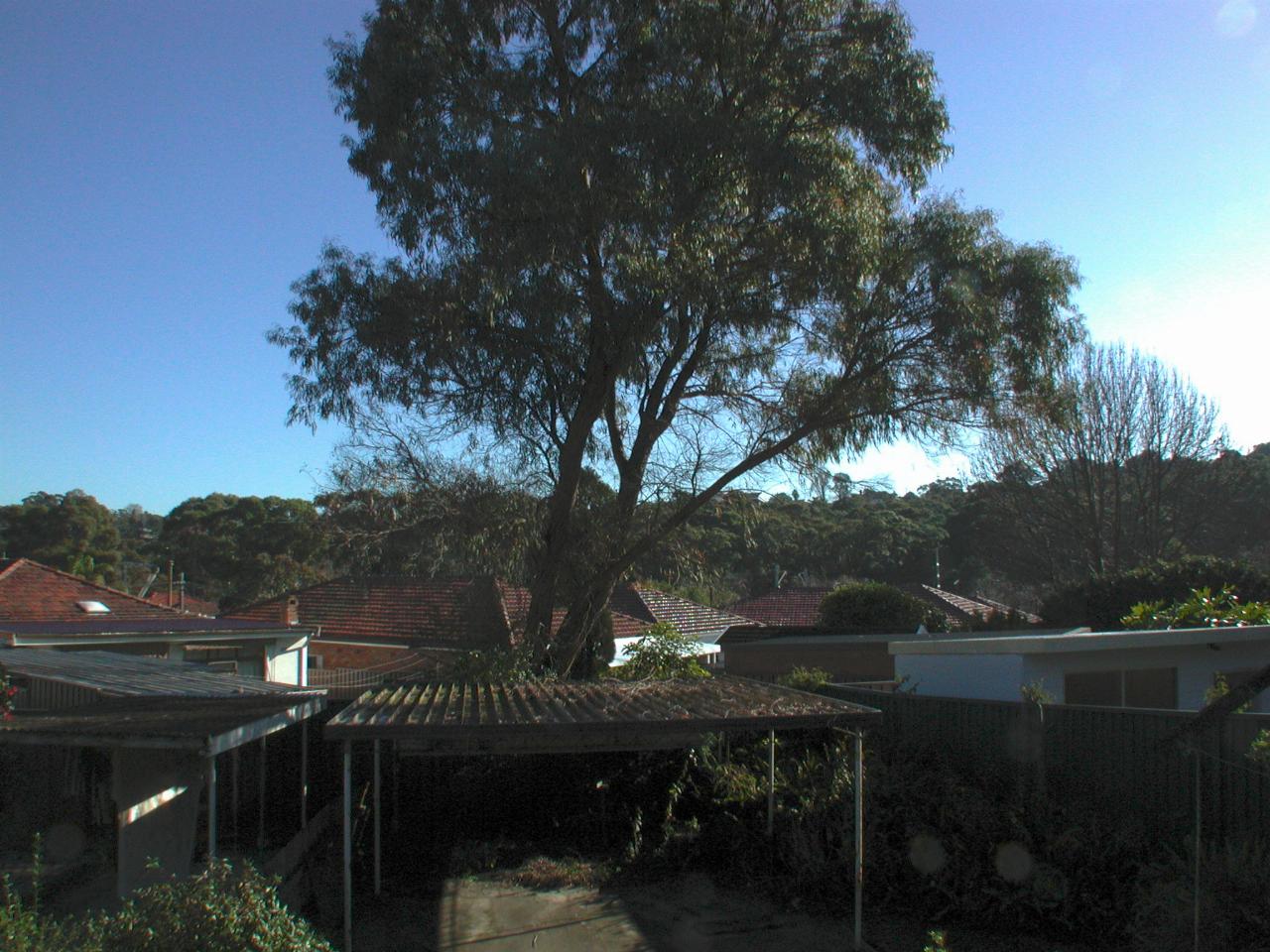 Wide angle landscape view with large tree in the middle