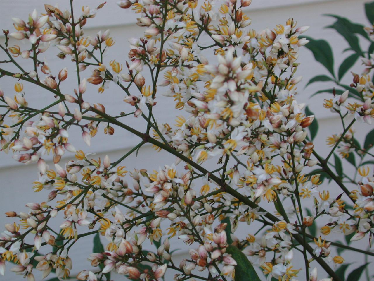 Shrub branch with many little white and yellow flowers