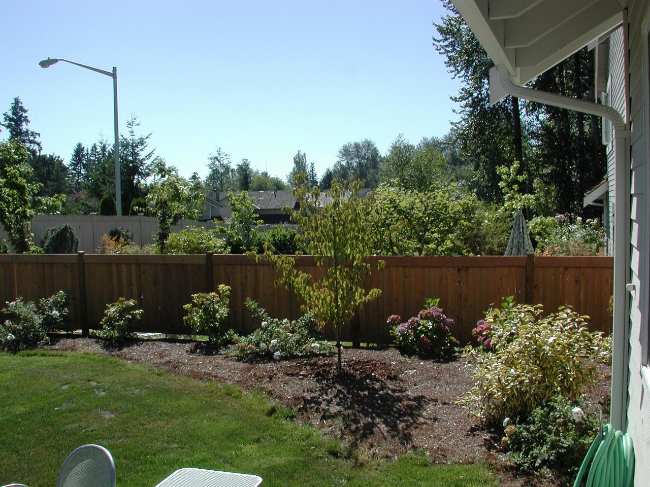 Lawn in foreground, garden with assorted shrubs against low fence