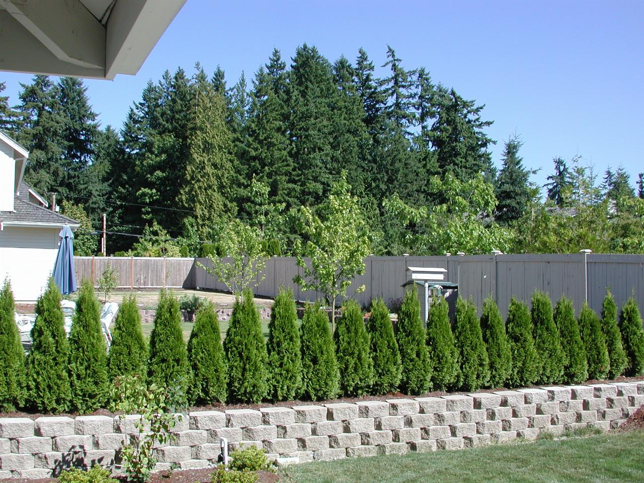 Low block retaining wall, above which are evergreens hiding neighbour's yard