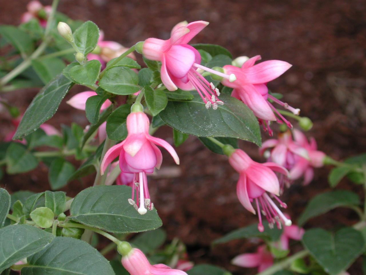 Judy Bennett's birthday present - a fuschia