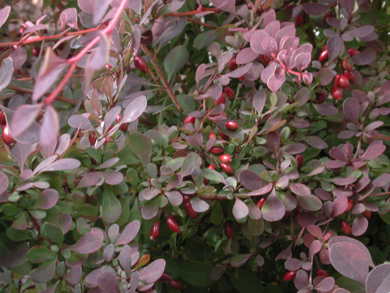 The flowering Barberry