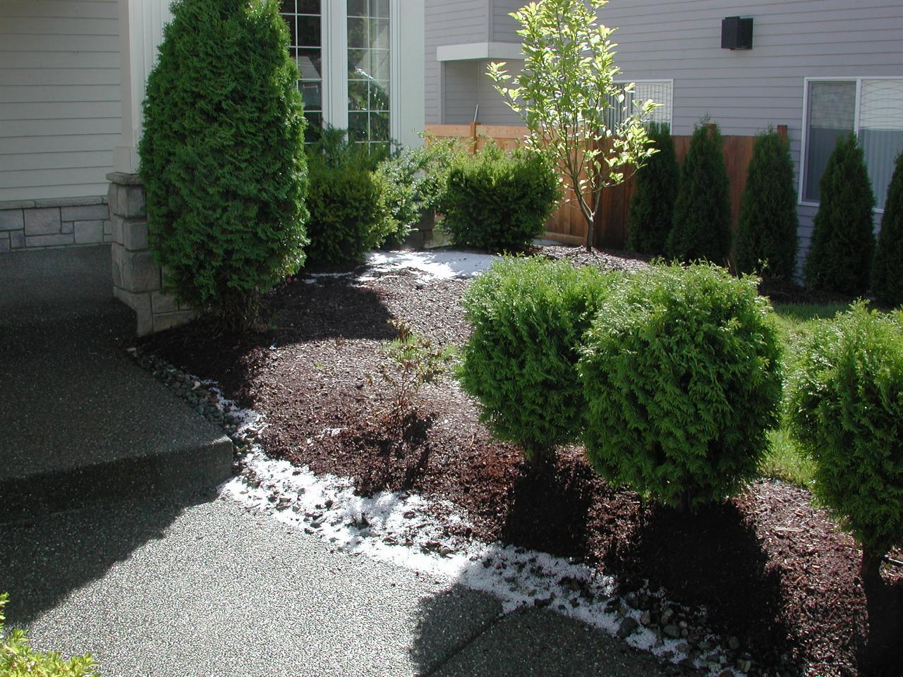 The results of a summer hail storm at home in Kenmore - very unusal