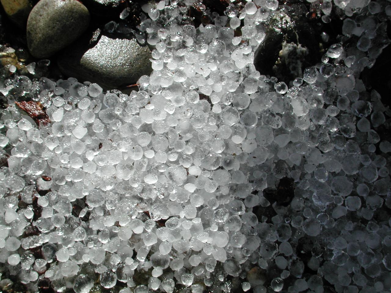 The results of a summer hail storm at home in Kenmore - very unusal