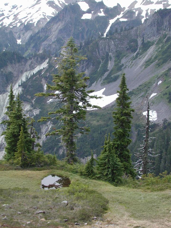 Mt. Baker, area around Artist Point