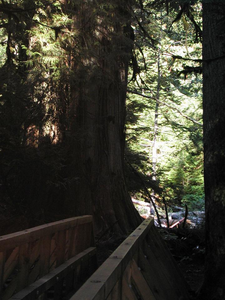 Deception Falls area, US 2 west of Stevens Pass