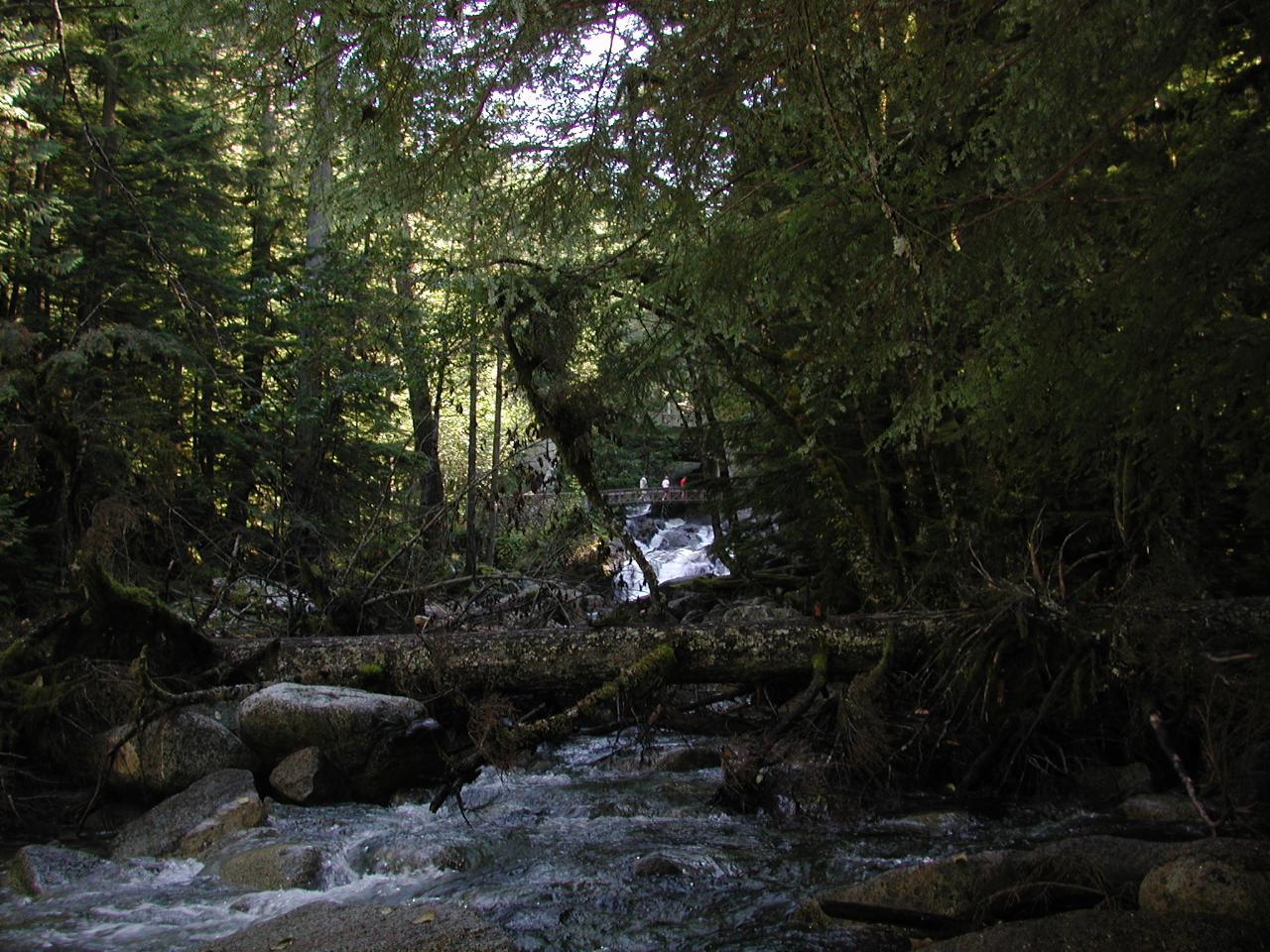 Deception Falls area, US 2 west of Stevens Pass