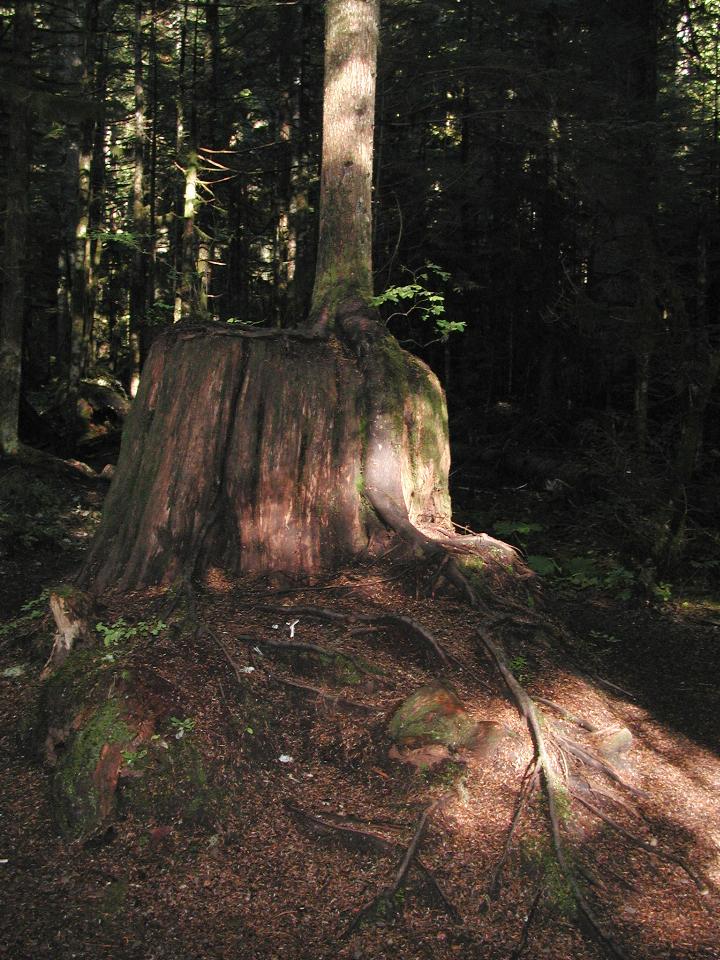 Deception Falls area, US 2 west of Stevens Pass