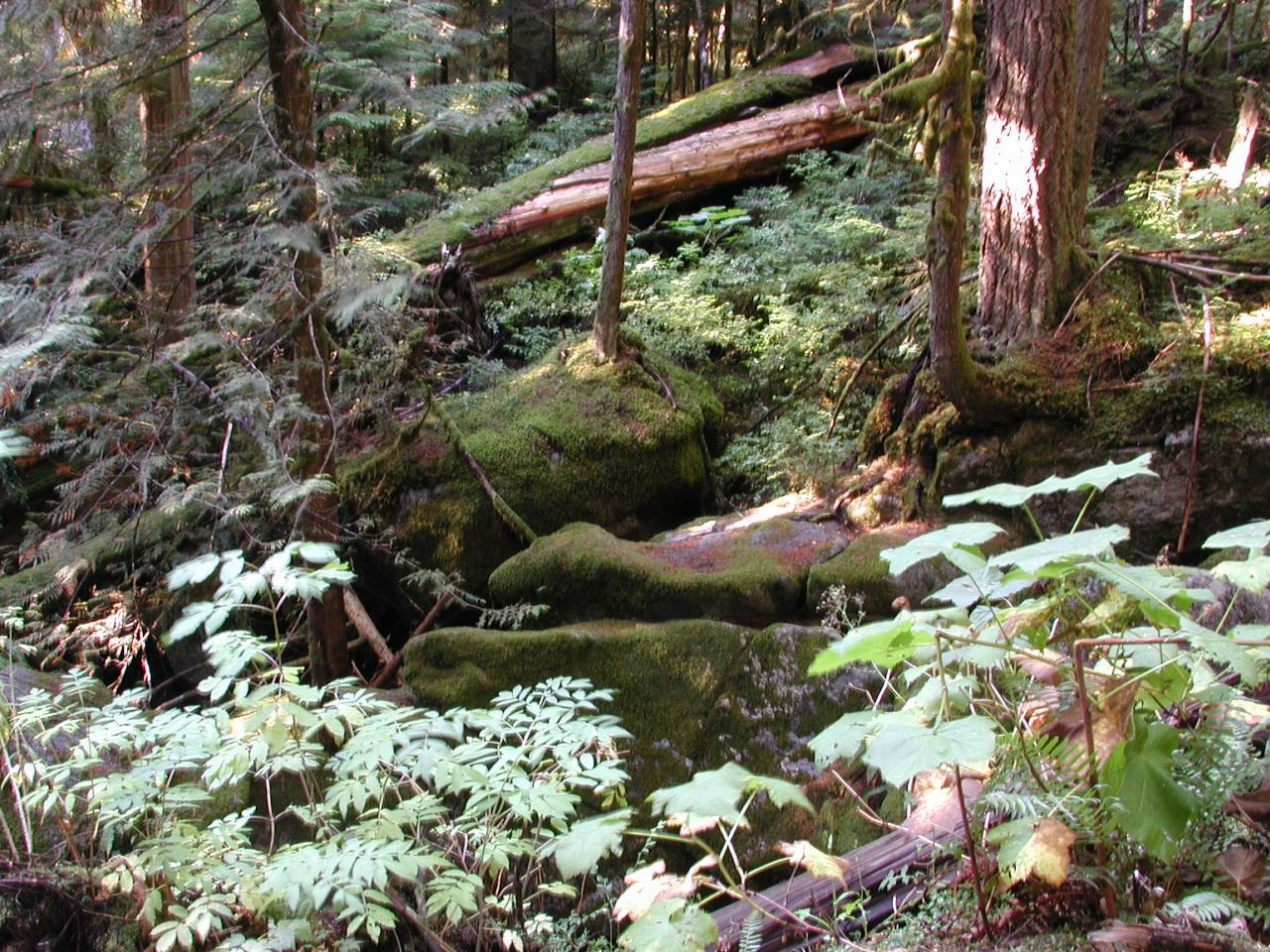 Deception Falls area, US 2 west of Stevens Pass