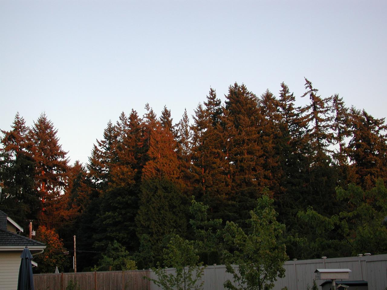 Sunset effect on trees, south east of home, viewed from patio