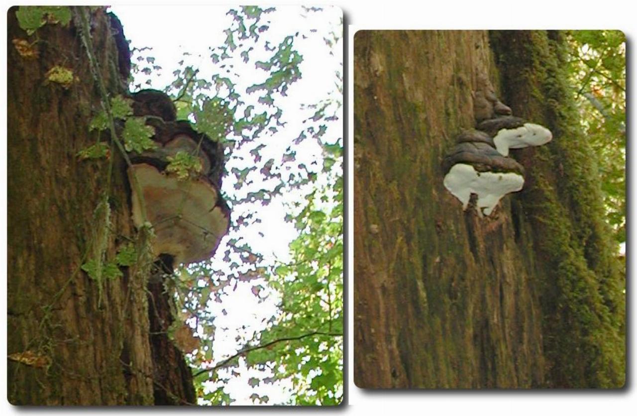 Combined close up mushrooms on tree trunk