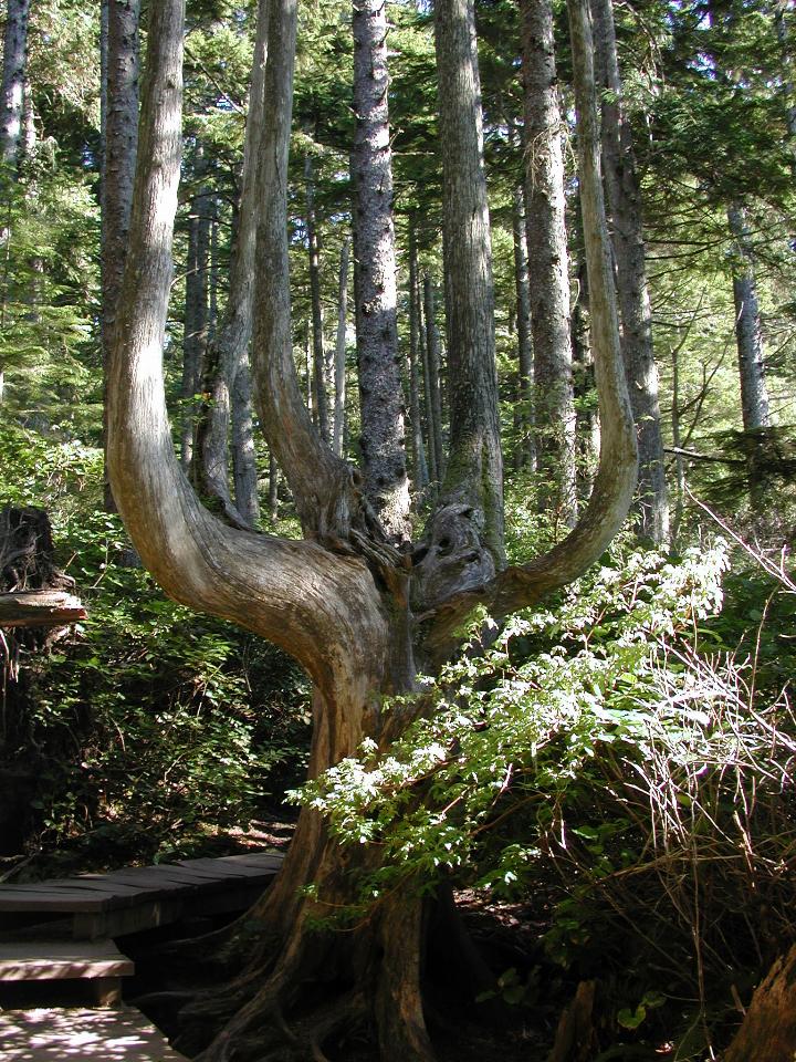 The trail to Cape Flattery, most NW part of continental USA