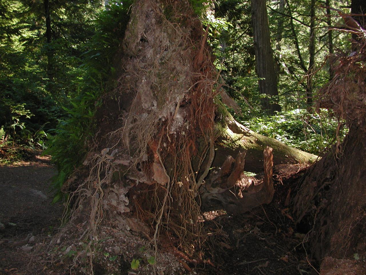 Fallen log with new growth, Cape Flattery