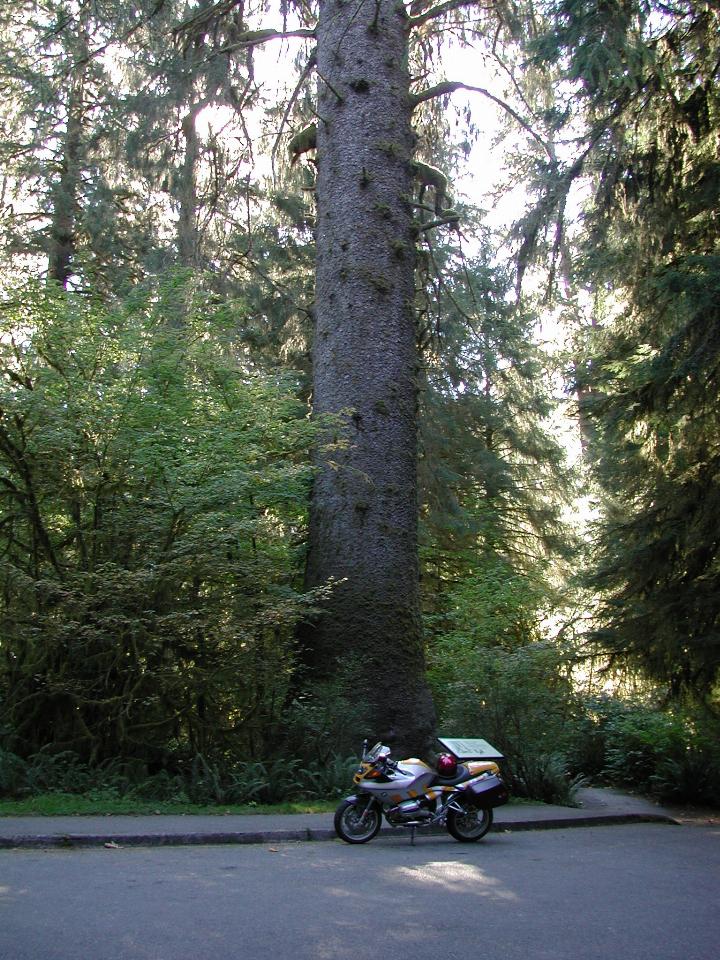 Giant Sitka Spruce, Hoh Rain Forest