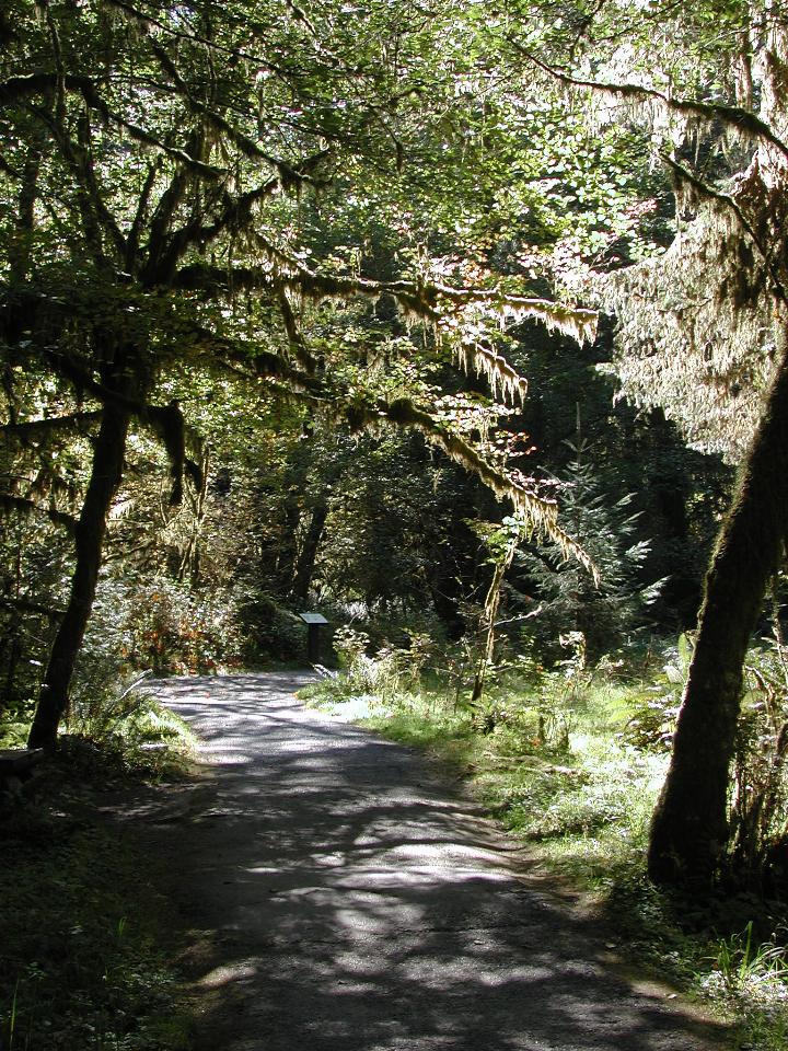 Hoh Rain Forest