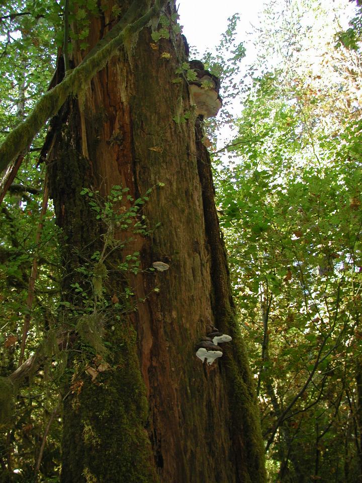 Hoh Rain Forest