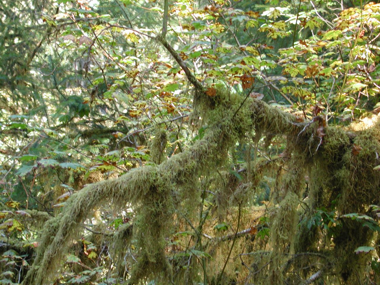 Hoh Rain Forest