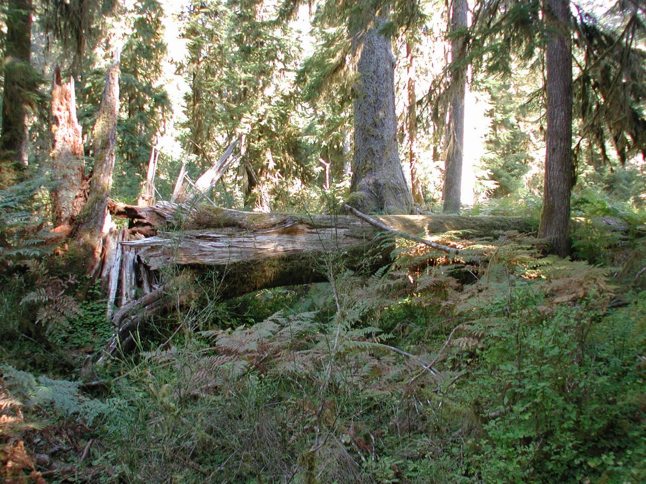 Hoh Rain Forest