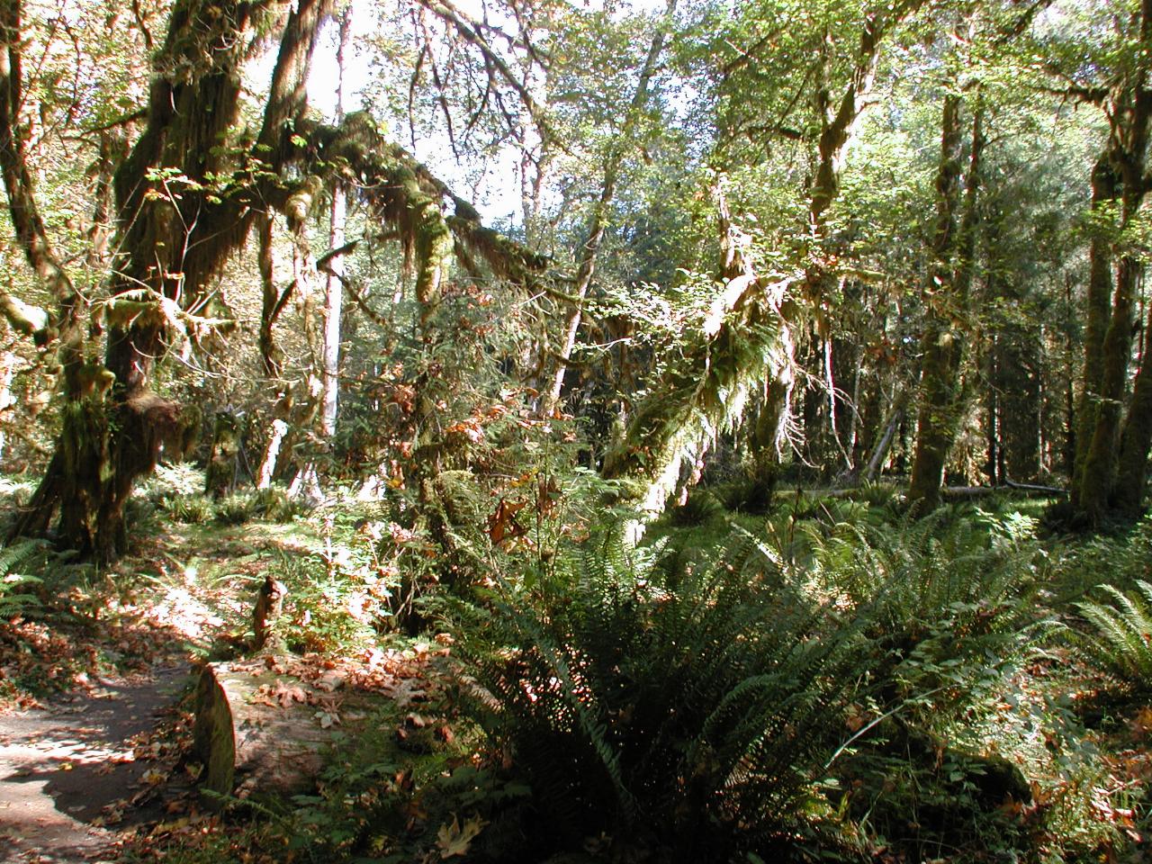 Hoh Rain Forest