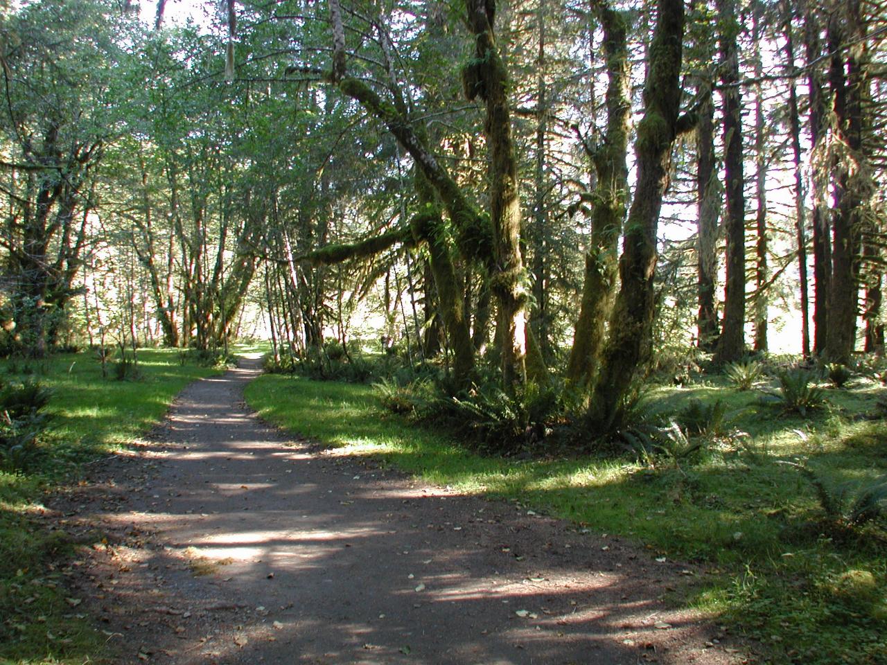 Newer part of Hoh Rain Forest, less well covered forest floor.