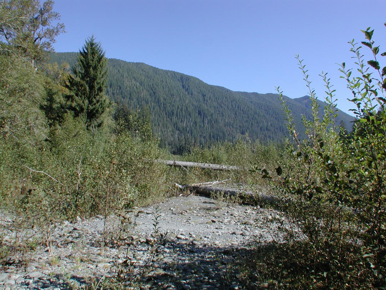 Hoh River, near the Visitor Centre