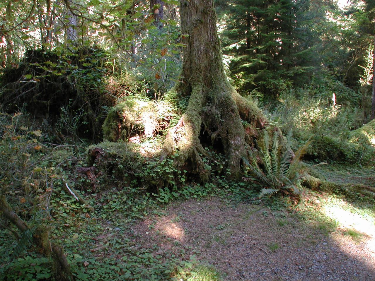 Hoh Rain Forest