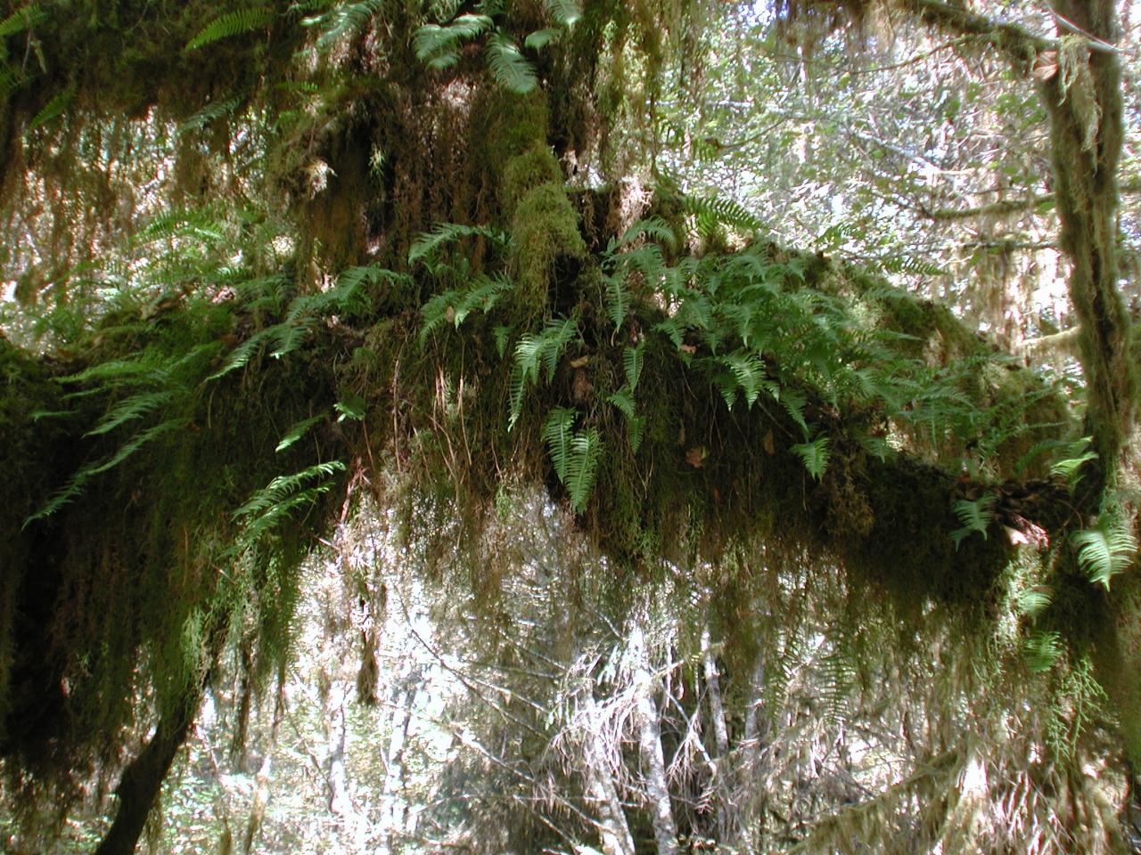 Hoh Rain Forest