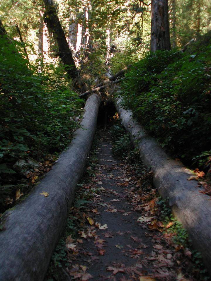 Hoh Rain Forest