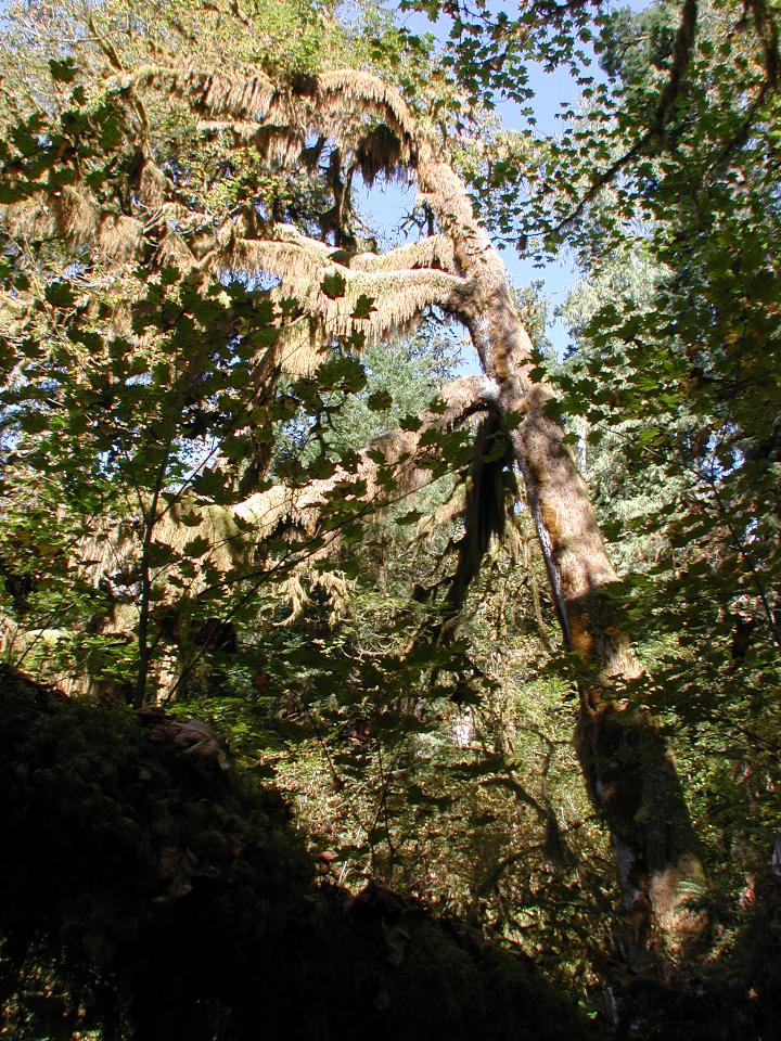 Hoh Rain Forest