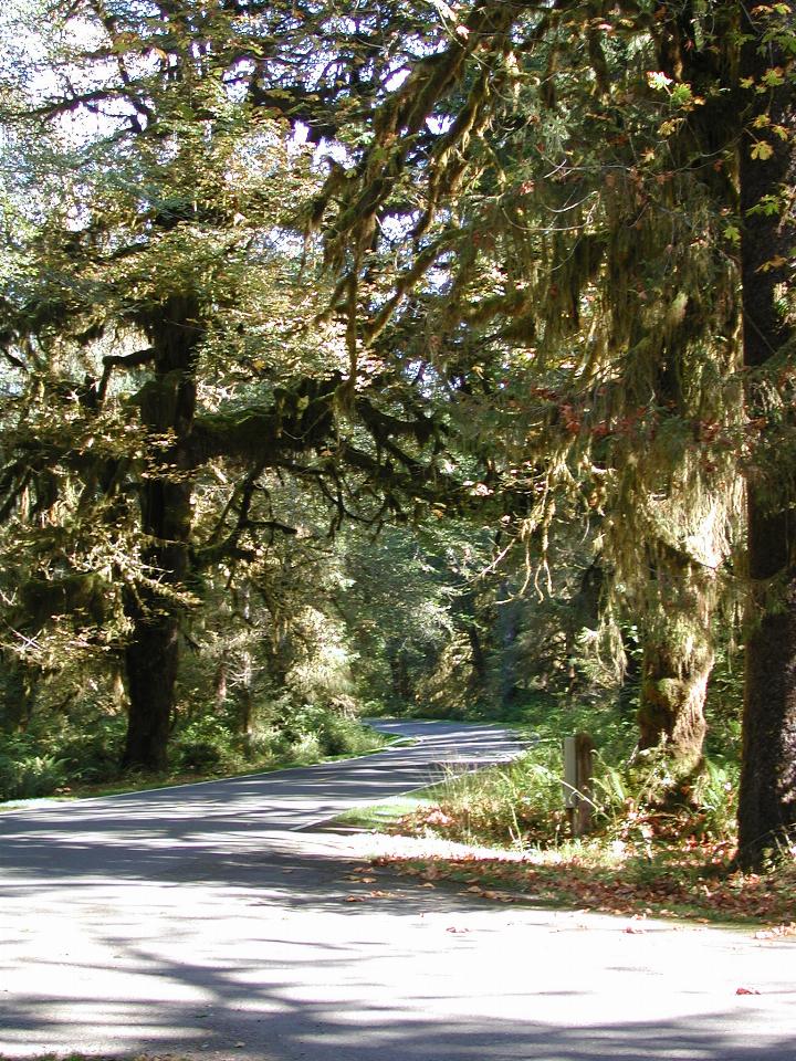 Hoh Rain Forest