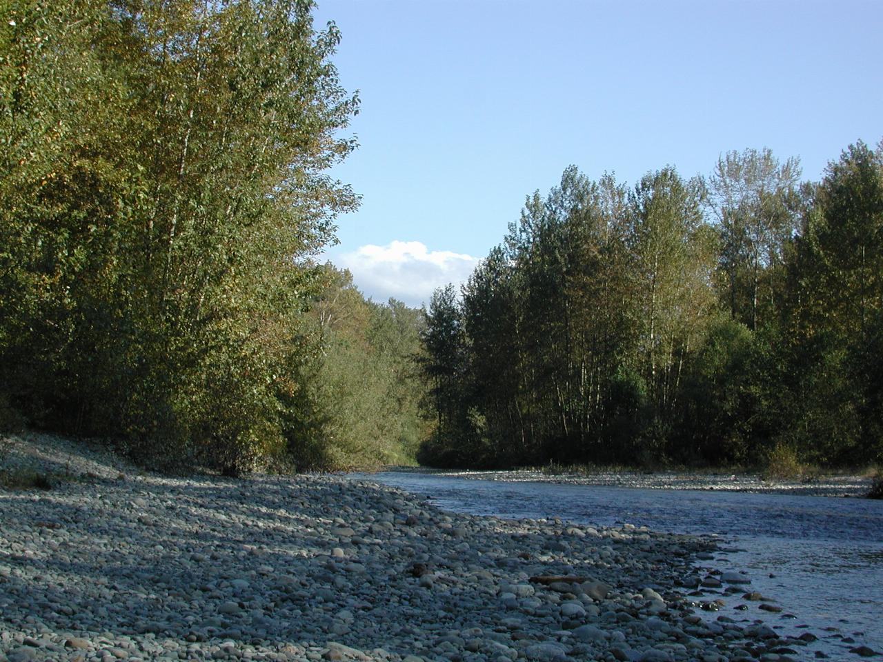 Tolt River, near junction with Snoqualmie near Carnation, WA