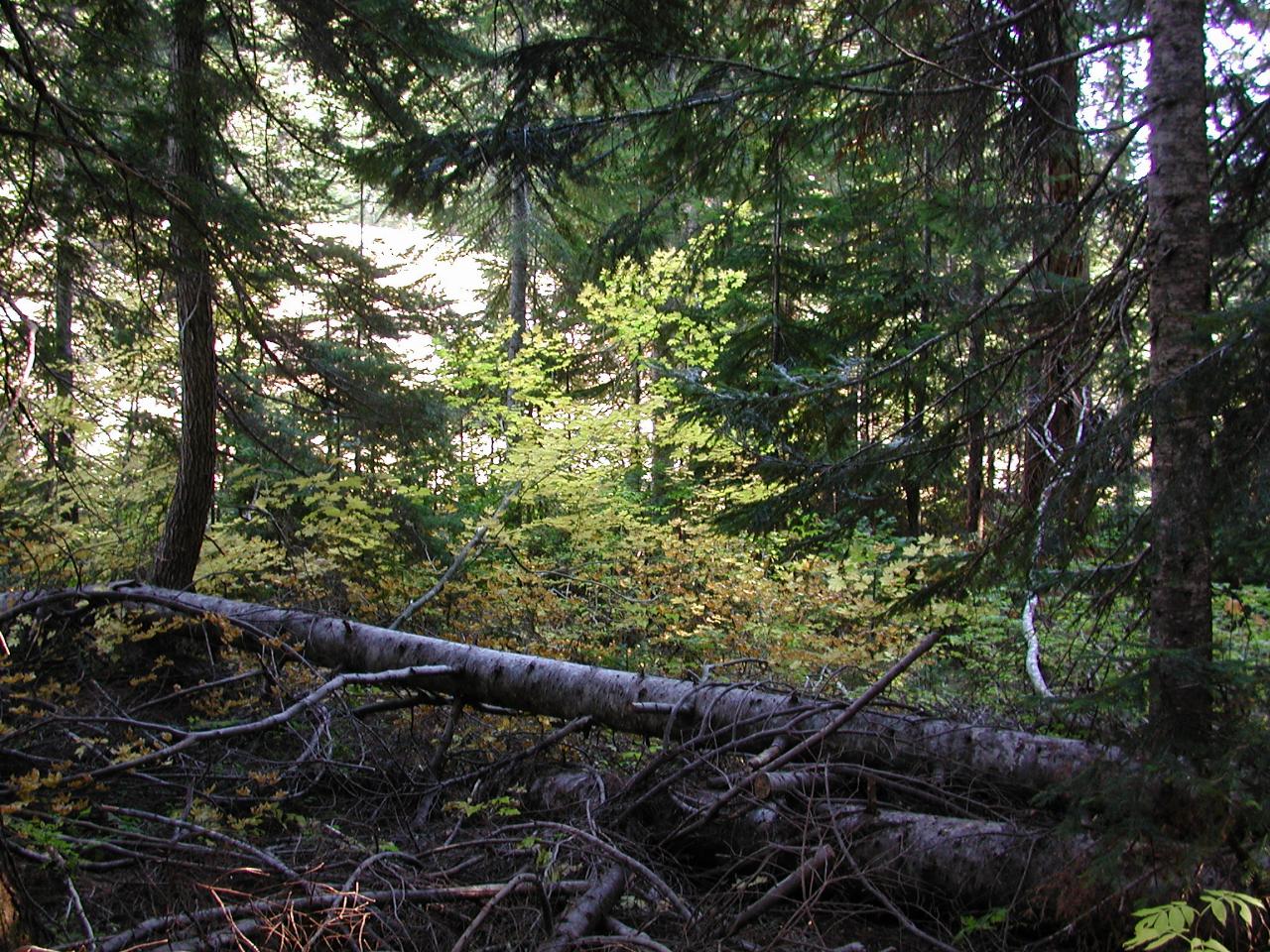 Box Canyon at head of Cowlitz River, Mt. Rainier National Park