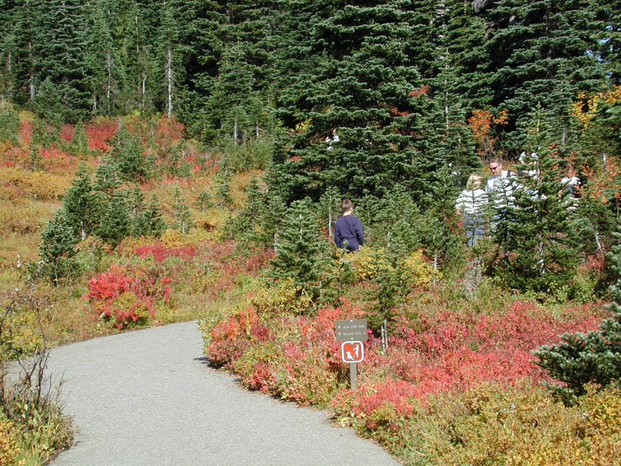 Paradise Visitor Centre, Mt. Rainier National Park