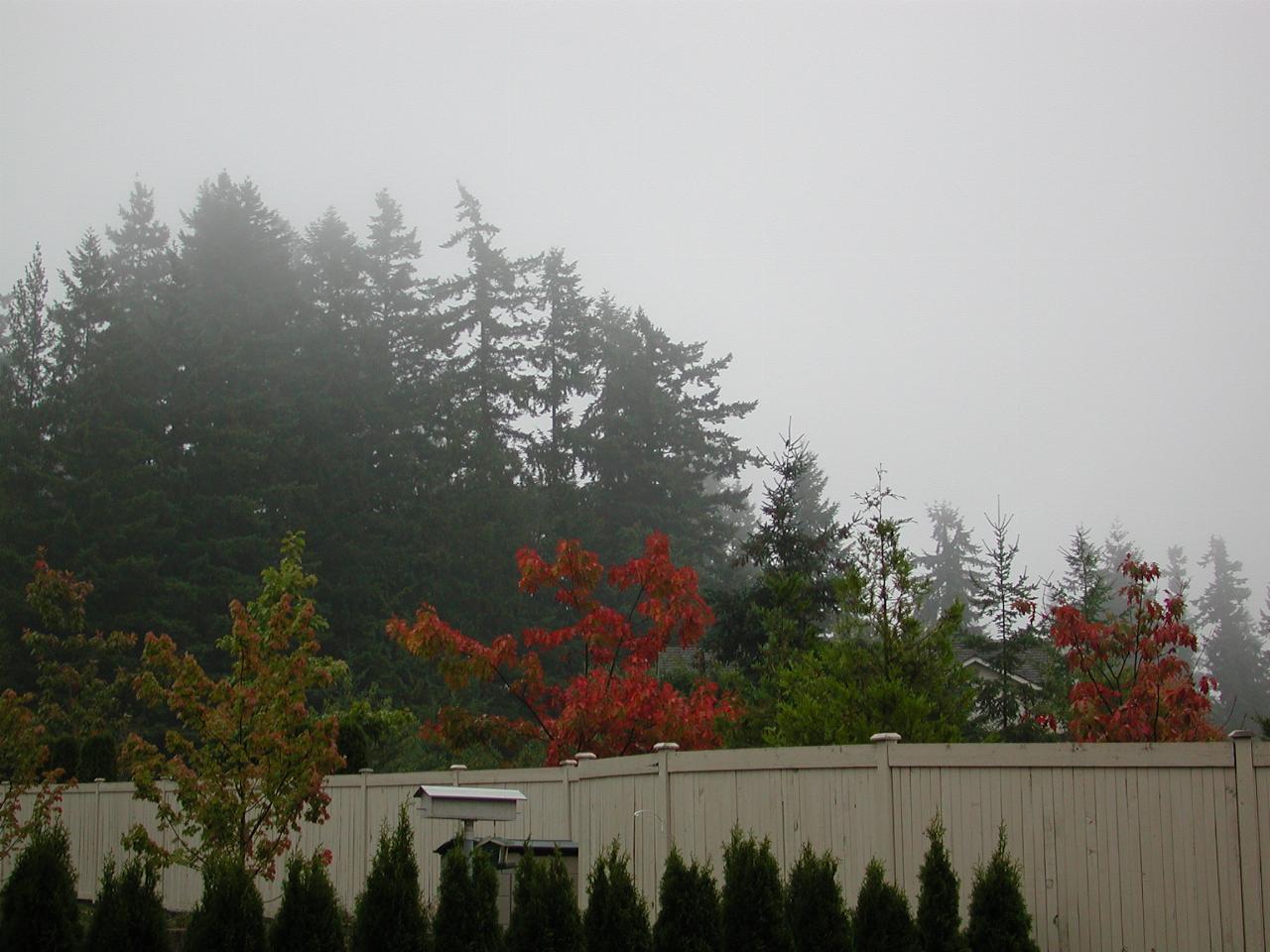 Autumn colours, home in Kenmore - autumn -> cloudy weather