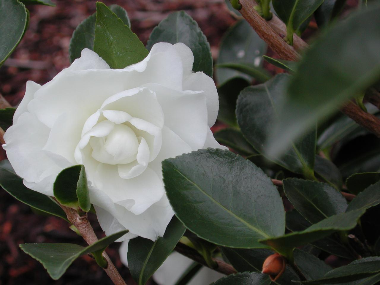 The new camelia in bloom - weeks after planting