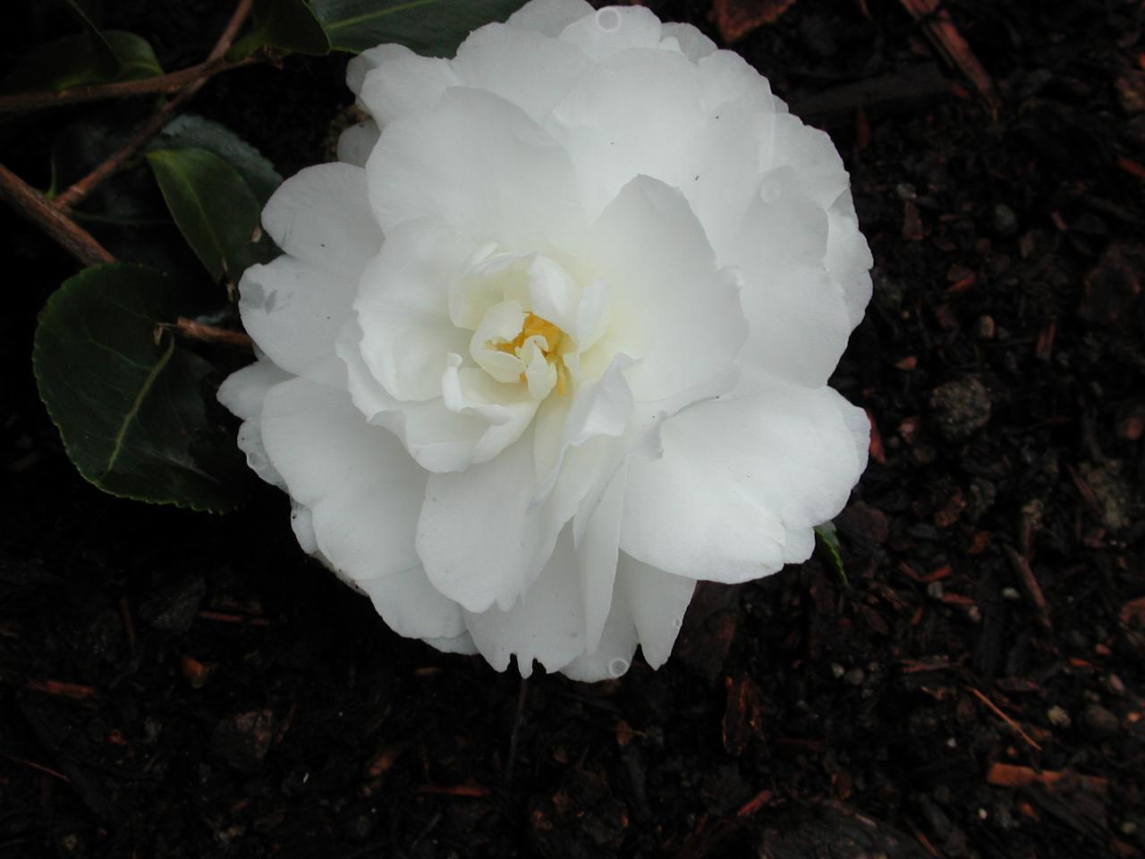 The new camelia in bloom - weeks after planting