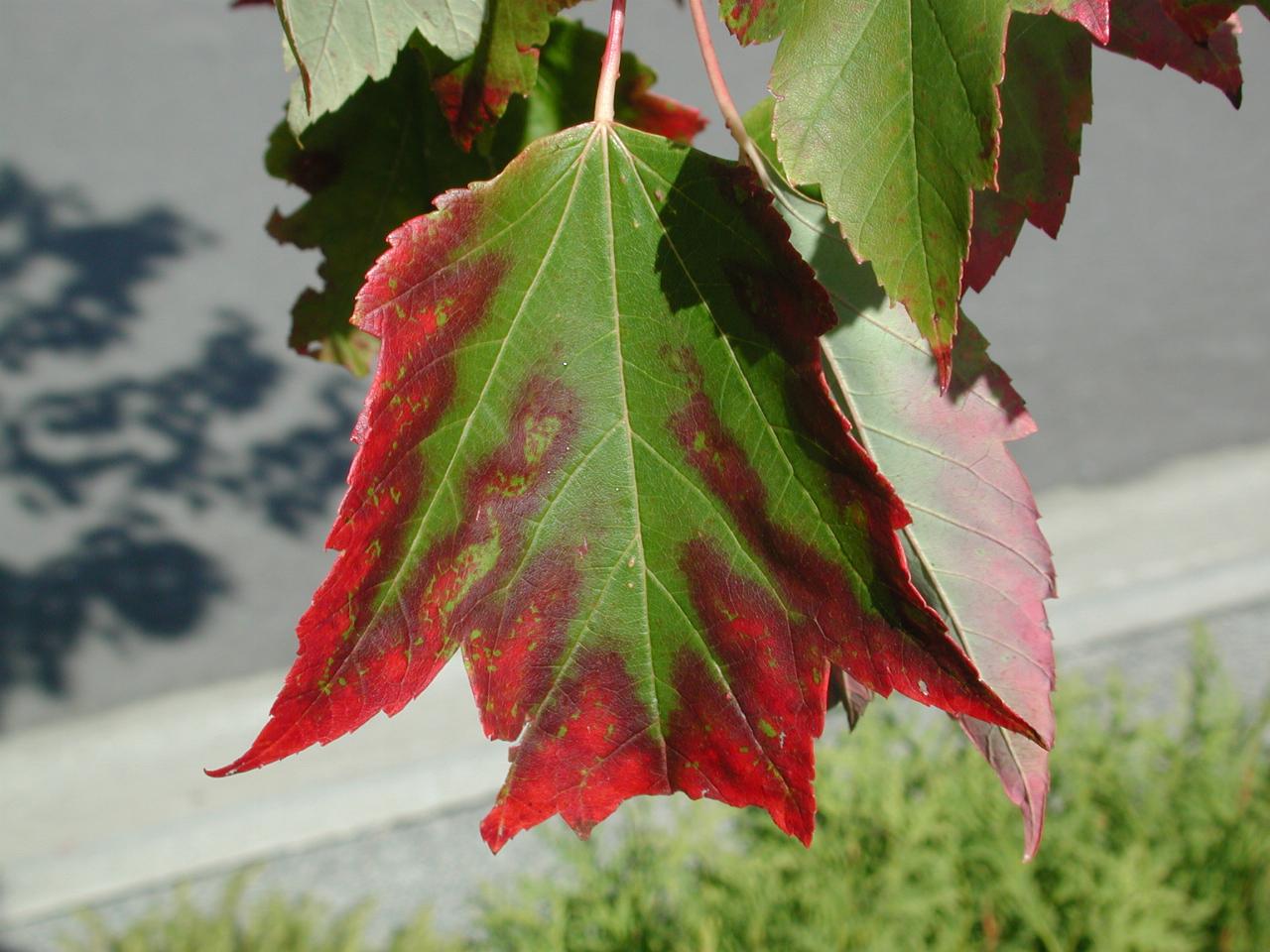 Coloured leaf from tree beside my driveway