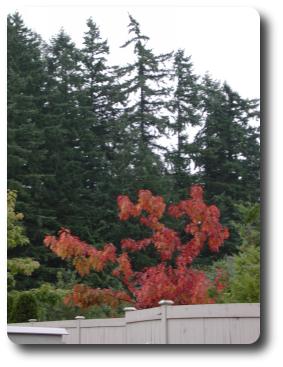 Top of tree behind fence with vivid red leaves against evergreen backdrop