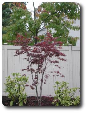 Maple with small, fine leaves which are naturally red