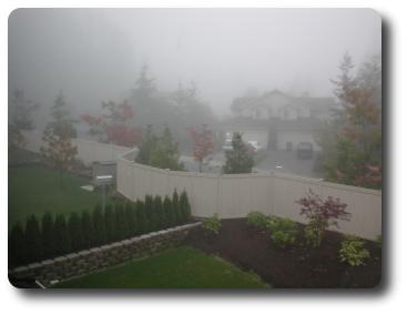 Red coloured trees showing in foggy scene