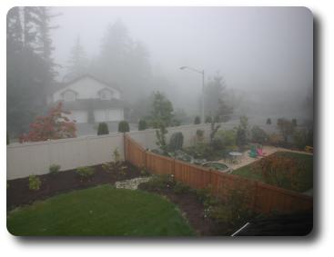 Red coloured trees showing in foggy scene