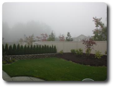 Red coloured trees showing in foggy scene