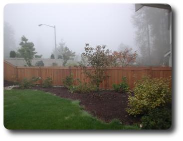 Red coloured trees showing in foggy scene