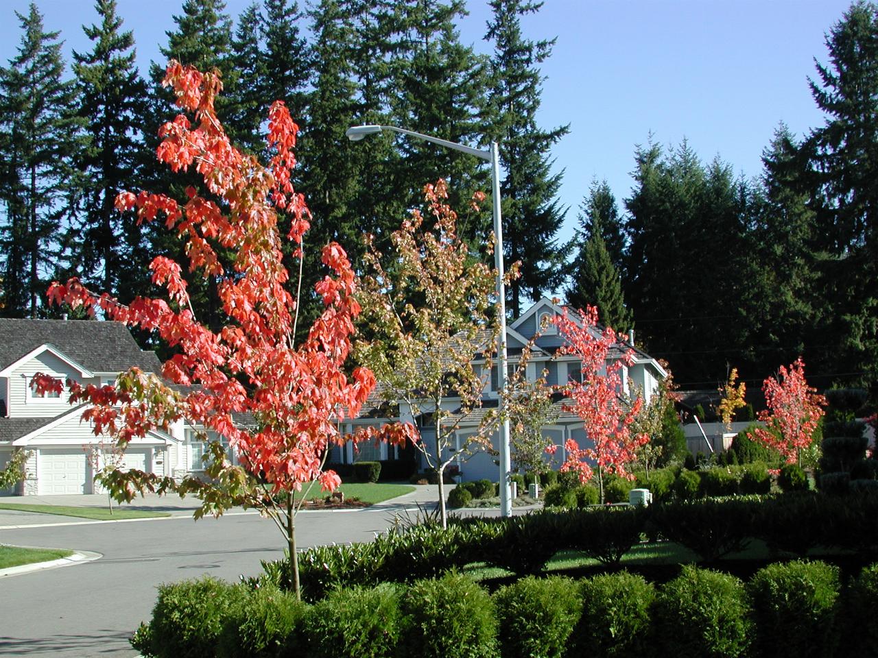 Front street, autumn colours