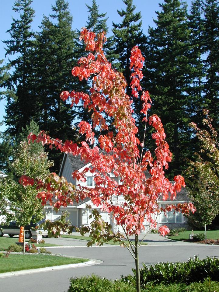 Front street, autumn colours