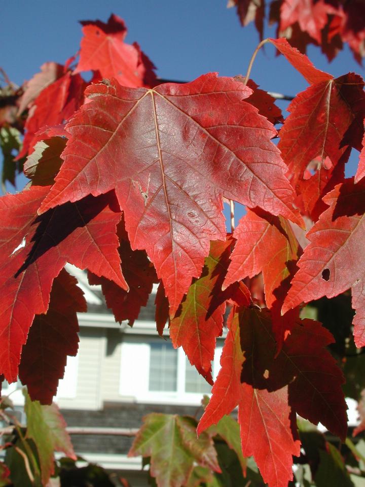 Front street, autumn colours