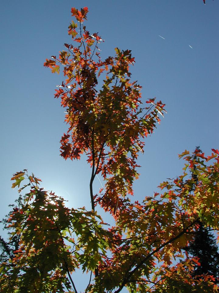 Tree outside back fence