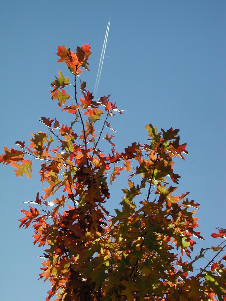 Tree outside back fence with aircraft and vapour trail