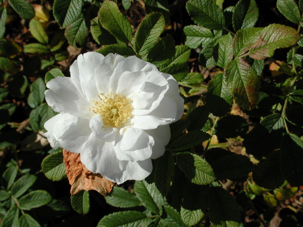 Late blooming rose