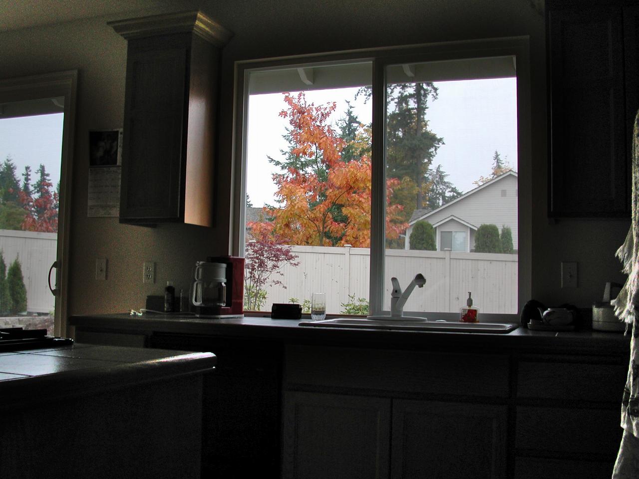 Looking out the kitchen window to autumn colours